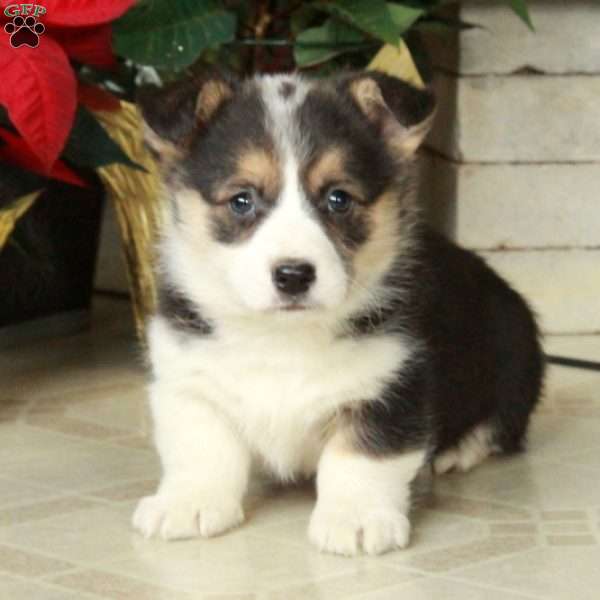 Scooby, Pembroke Welsh Corgi Puppy