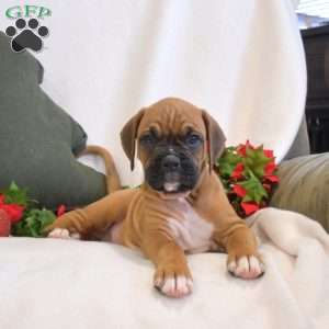 Scooby, Boxer Puppy