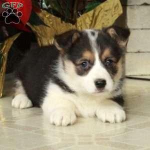 Scooby, Pembroke Welsh Corgi Puppy