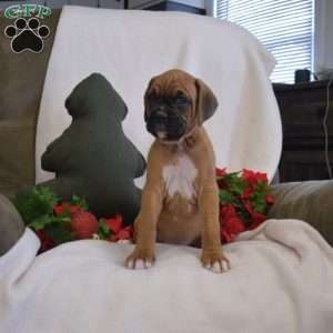 Scooby, Boxer Puppy