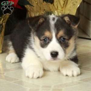 Scooby, Pembroke Welsh Corgi Puppy