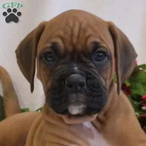 Scooby, Boxer Puppy