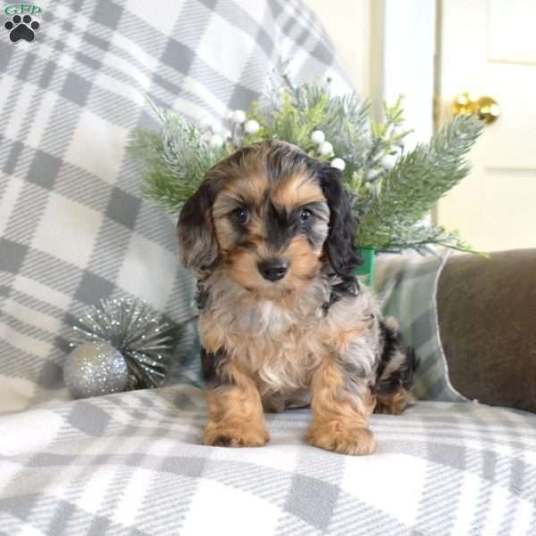 Scooter, Cavalier King Charles Mix Puppy