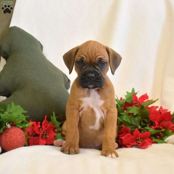 Scooter, Boxer Puppy