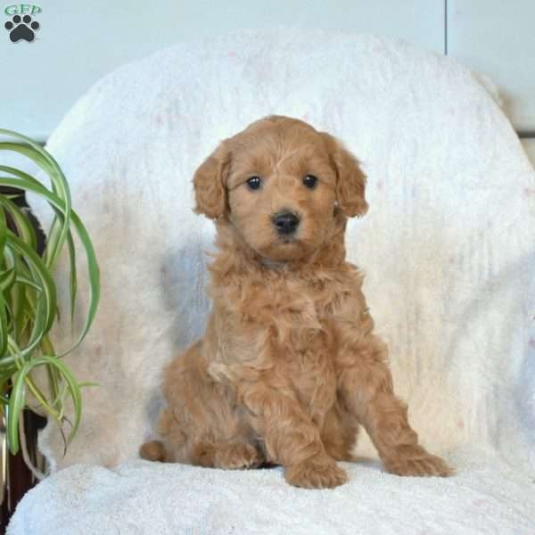 Scooter, Mini Goldendoodle Puppy