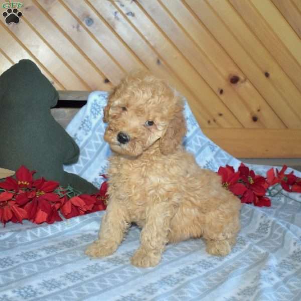 Scooter, Mini Goldendoodle Puppy