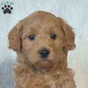 Scooter, Mini Goldendoodle Puppy