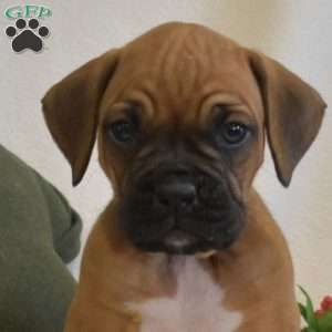 Scooter, Boxer Puppy