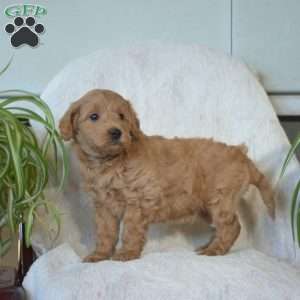 Scooter, Mini Goldendoodle Puppy