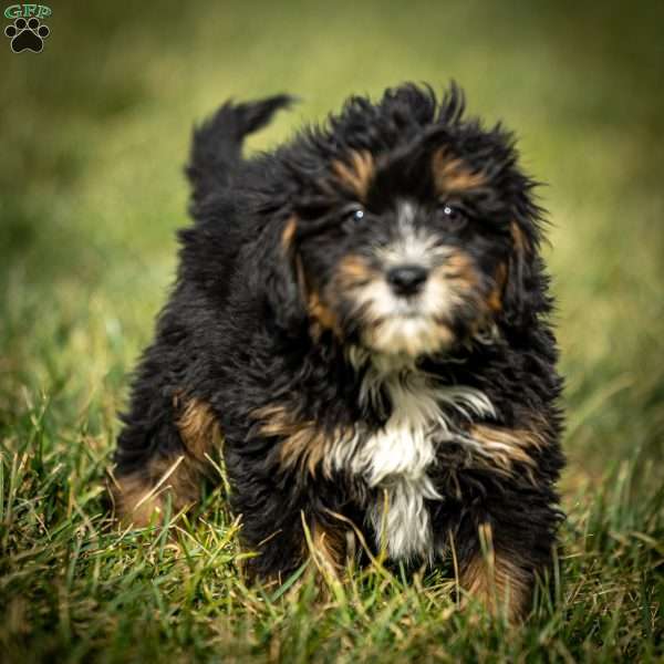 Scotty, Mini Bernedoodle Puppy