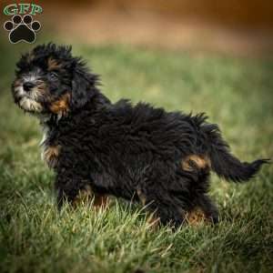 Scotty, Mini Bernedoodle Puppy