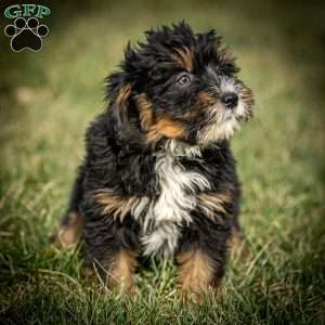 Scotty, Mini Bernedoodle Puppy