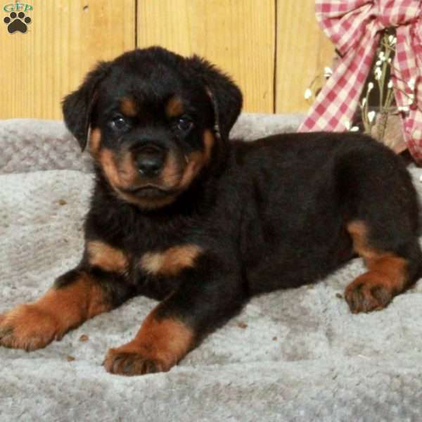 Scotty, Rottweiler Puppy