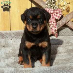 Scotty, Rottweiler Puppy