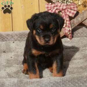 Scotty, Rottweiler Puppy