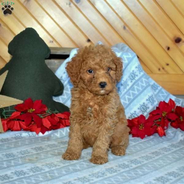 Scout, Mini Goldendoodle Puppy