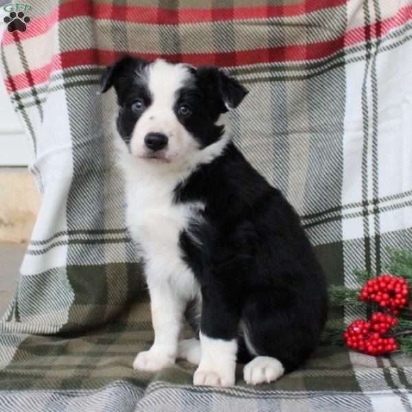 Scout, Border Collie Puppy