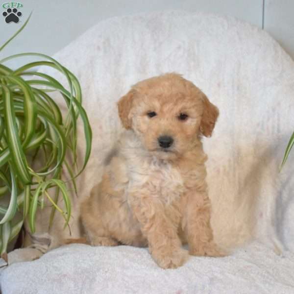 Scout, Mini Goldendoodle Puppy