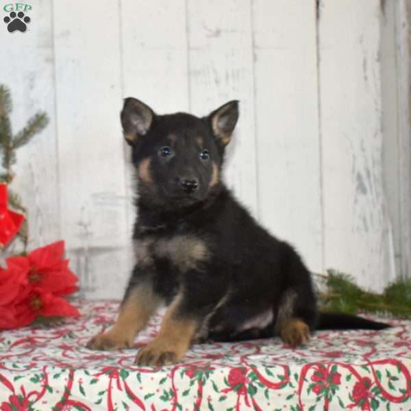 Scout, German Shepherd Puppy