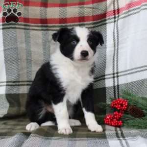 Scout, Border Collie Puppy