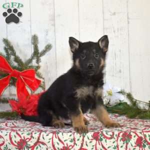 Scout, German Shepherd Puppy