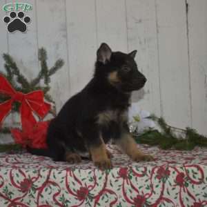 Scout, German Shepherd Puppy