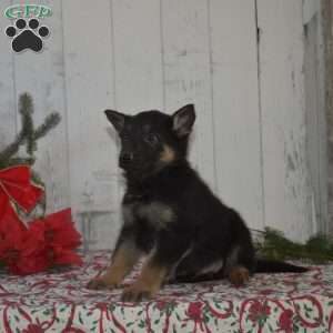 Scout, German Shepherd Puppy