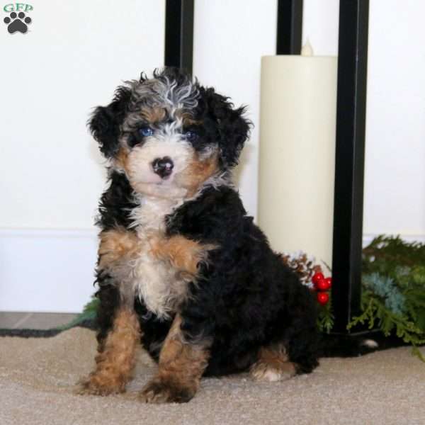 Scout, Mini Bernedoodle Puppy