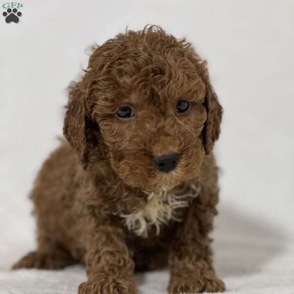 Scout, Mini Goldendoodle Puppy