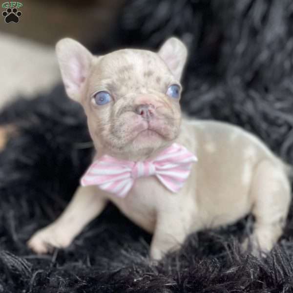 Peanut, French Bulldog Puppy