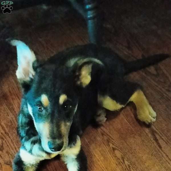 Jake, German Shepherd Puppy