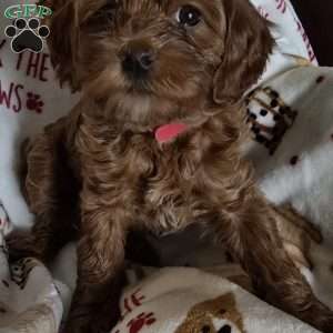 CoCo, Cockapoo Puppy