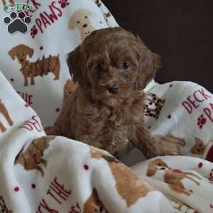 CoCo, Cockapoo Puppy