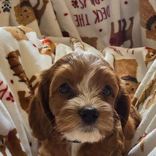 Luna, Cockapoo Puppy