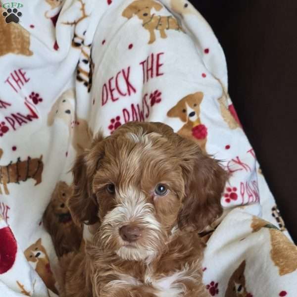 Angelica, Cockapoo Puppy