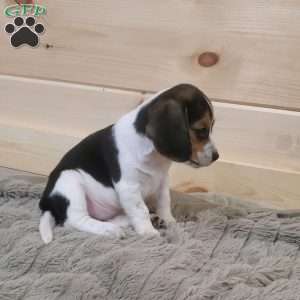 Stella, Beagle Puppy