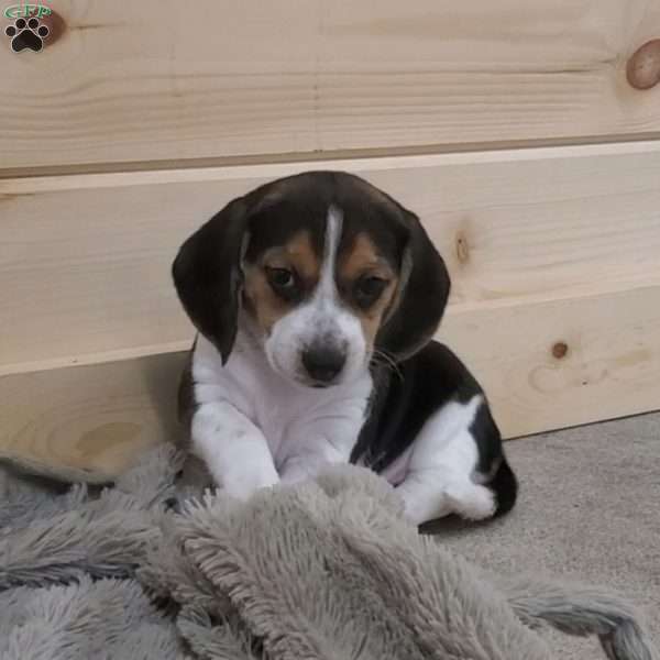 Stella, Beagle Puppy