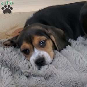 Scout, Beagle Puppy