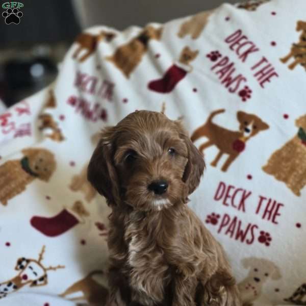 Kane, Cockapoo Puppy