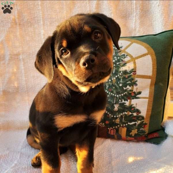 Peanut, Rottweiler Puppy