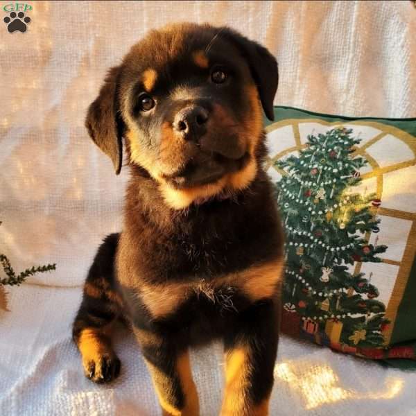 Piper, Rottweiler Puppy