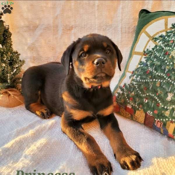 Princess, Rottweiler Puppy