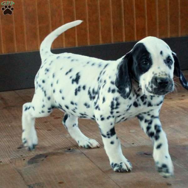 Sebastian, Dalmatian Puppy