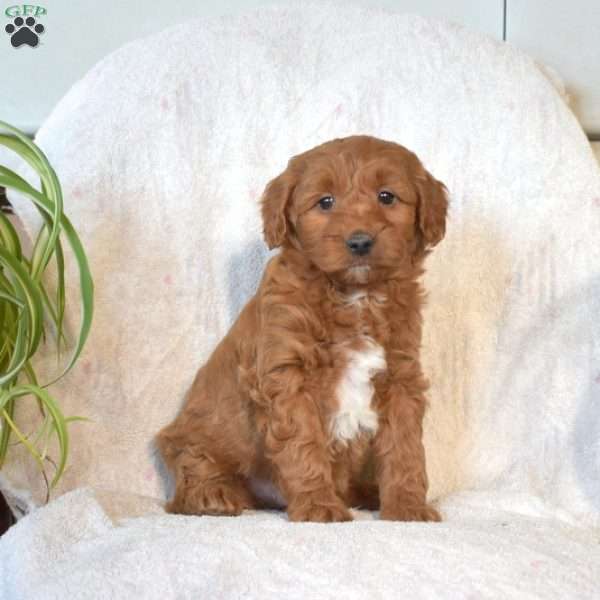 Sebastian, Mini Goldendoodle Puppy