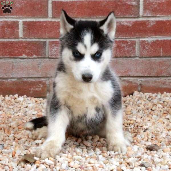 Sebastian, Siberian Husky Puppy