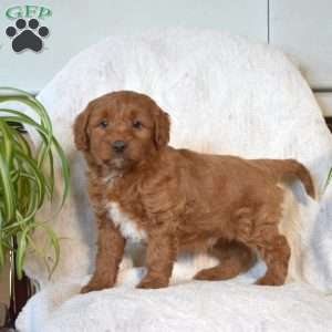 Sebastian, Mini Goldendoodle Puppy