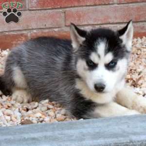 Sebastian, Siberian Husky Puppy