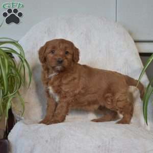 Sebastian, Mini Goldendoodle Puppy