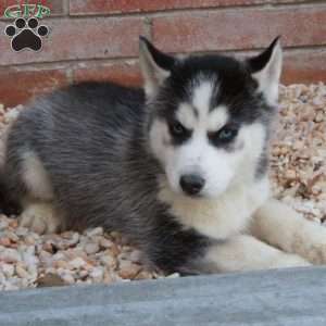 Sebastian, Siberian Husky Puppy