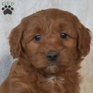 Sebastian, Mini Goldendoodle Puppy